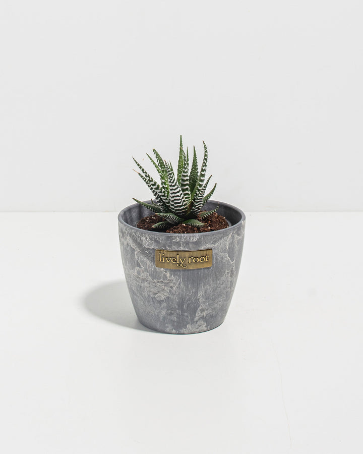 Zebra Haworthia Succulent