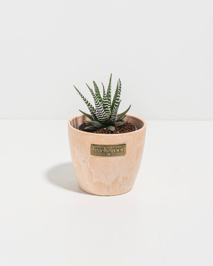 Zebra Haworthia Succulent