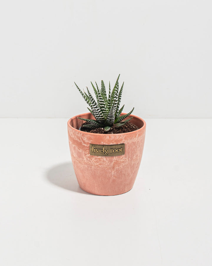 Zebra Haworthia Succulent