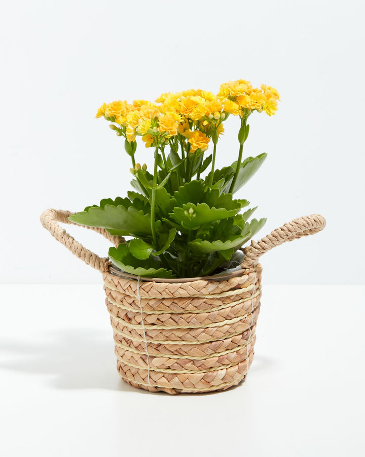Calandiva succulent plant with vibrant yellow clustered flowers in natural woven seagrass basket with rope handles, ideal for decorative indoor display and easy plant care.