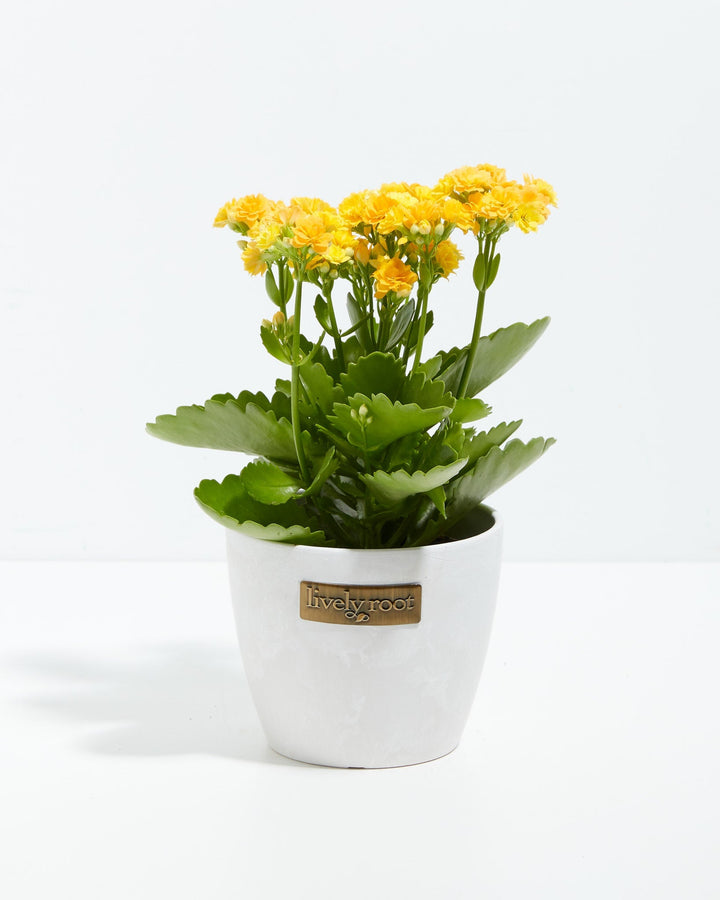 Calandiva plant featuring lush yellow clustered flowers in clean white ceramic container with Lively Root label, ideal for minimalist home gardens and easy-care flowering houseplants.
