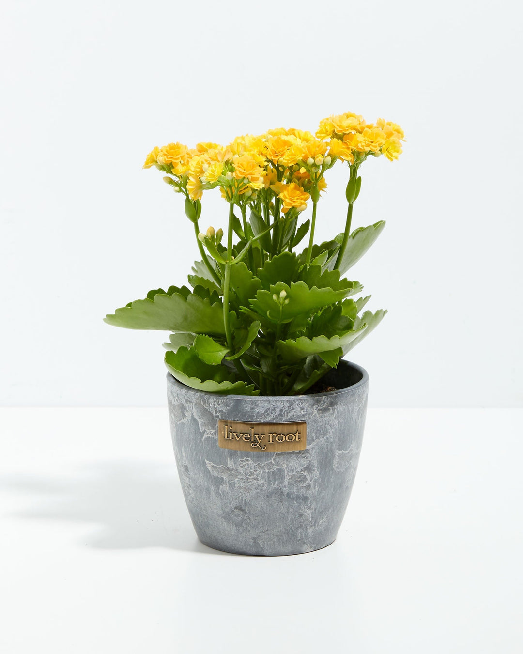Calandiva succulent with abundant yellow flowers in grey concrete-finish ceramic pot, offering modern plant décor for home gardens and low-maintenance indoor plant collections.