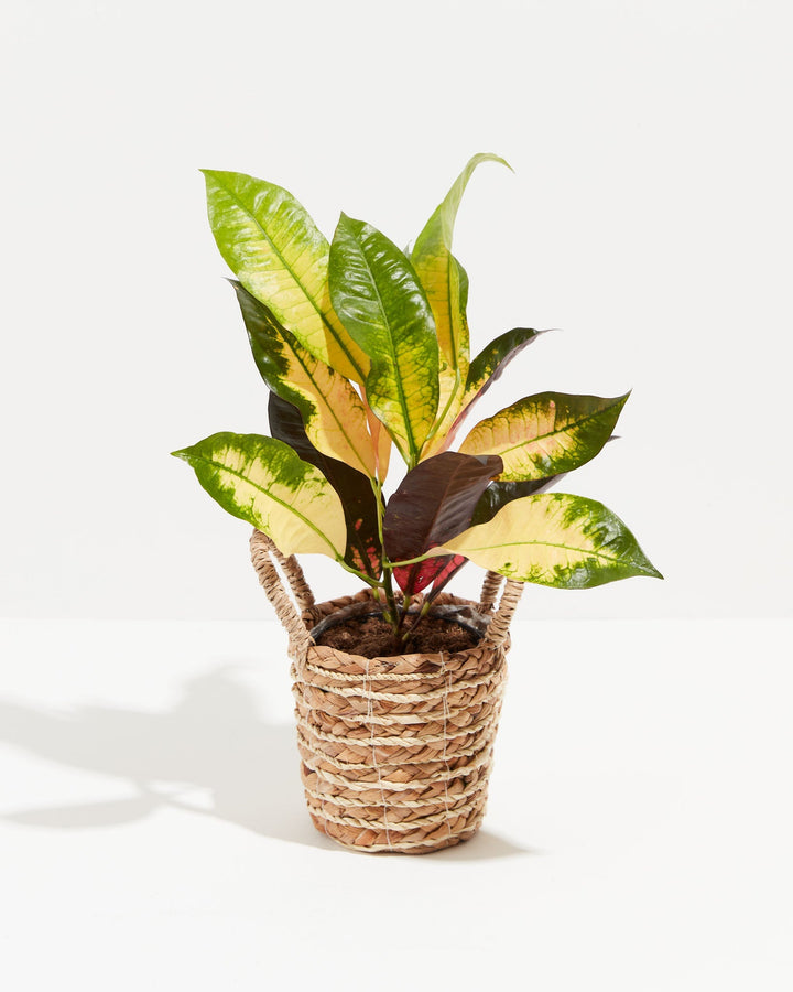 Croton Iceton