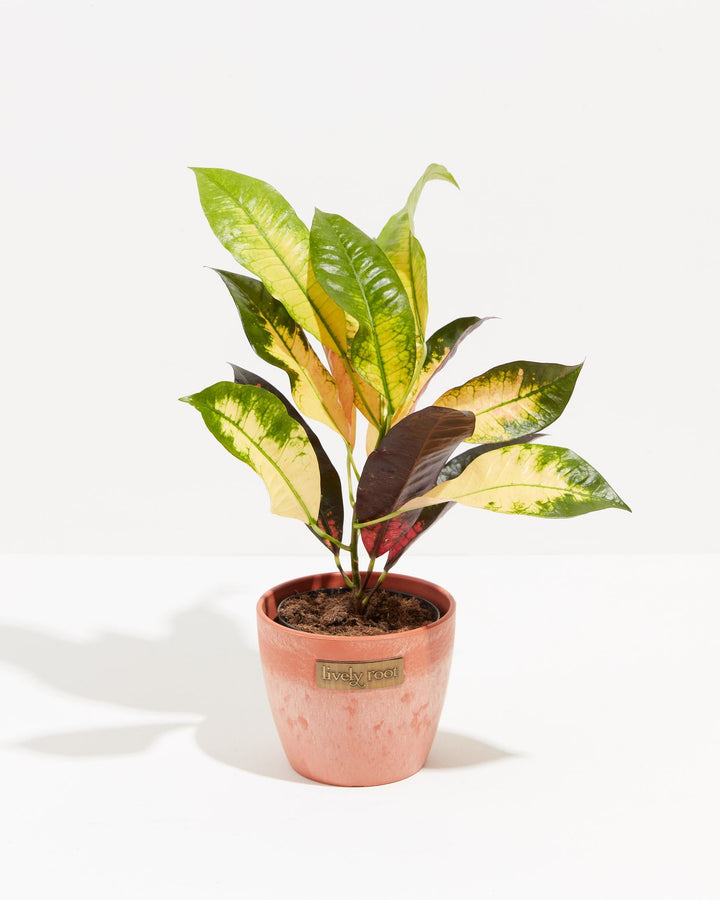 Croton Iceton