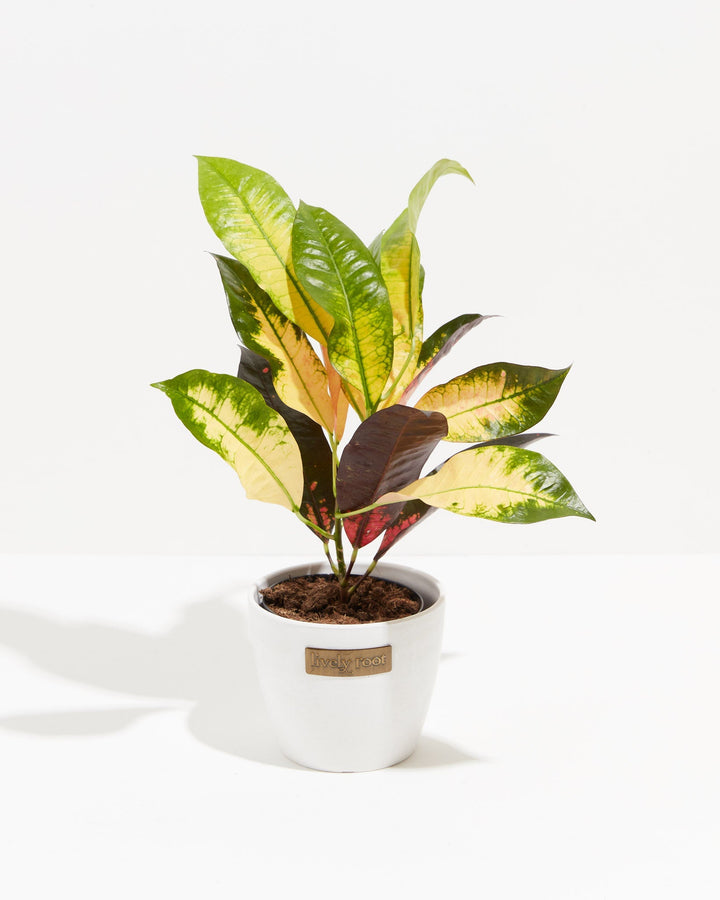 Croton Iceton