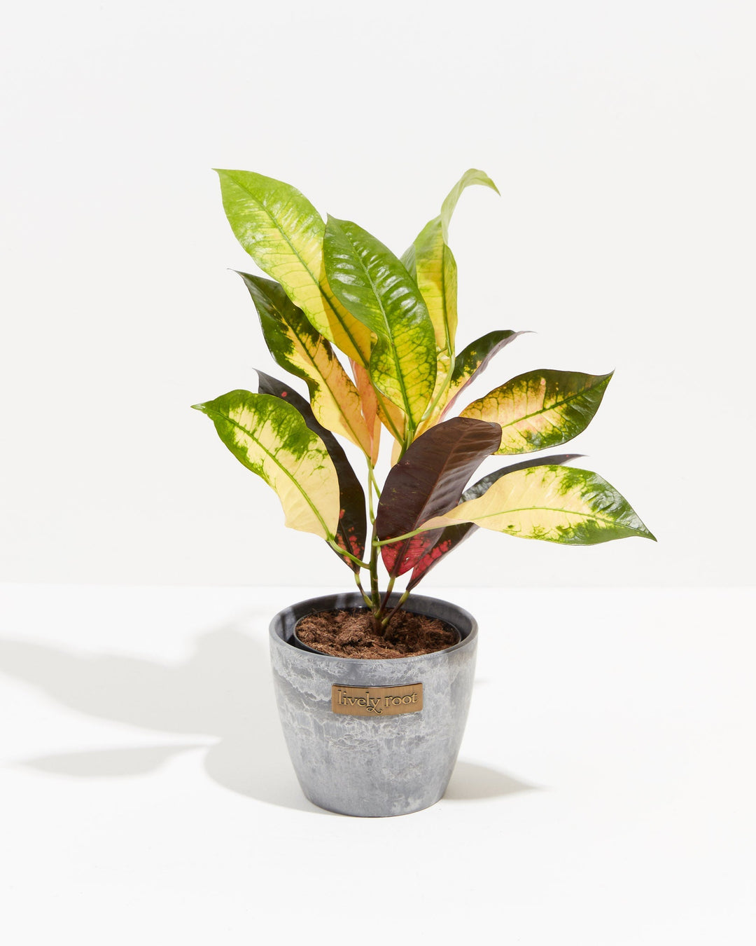 Croton Iceton