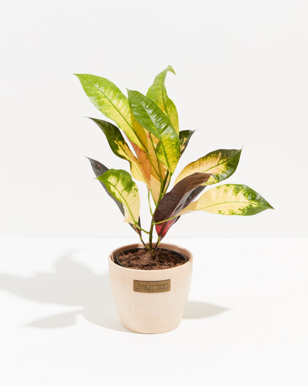 Croton Iceton