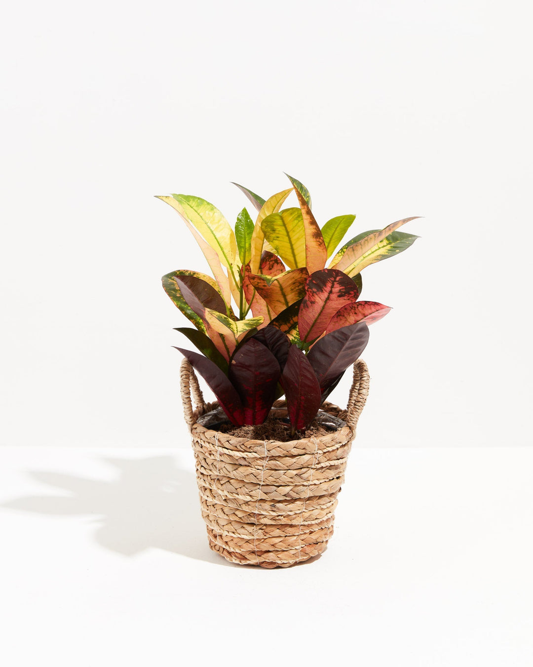 Croton Iceton