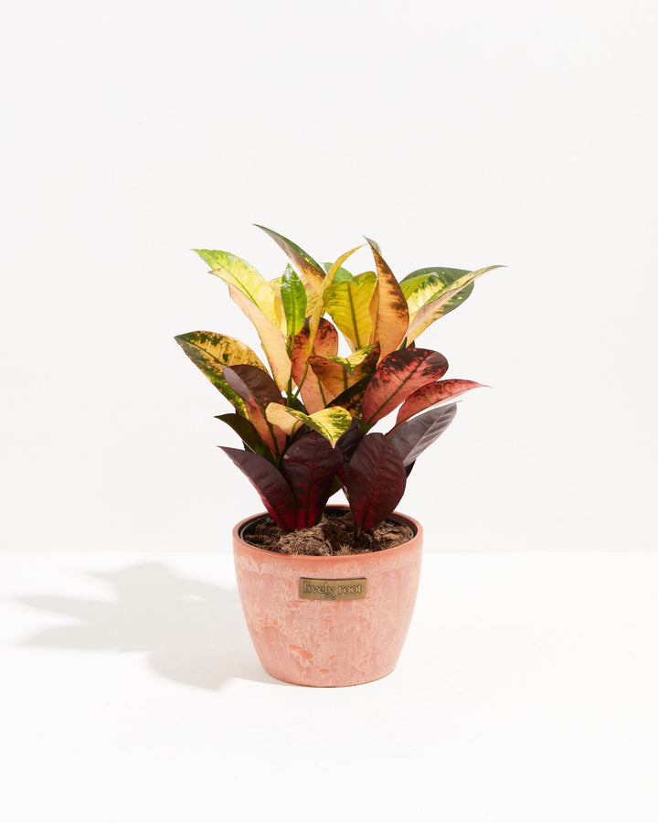 Croton Iceton