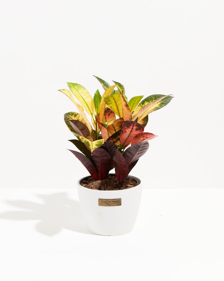 Croton Iceton
