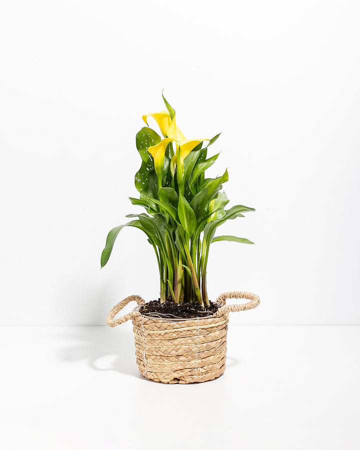 Yellow Calla Lily