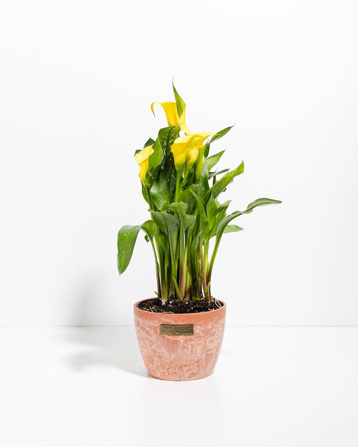 Yellow Calla Lily