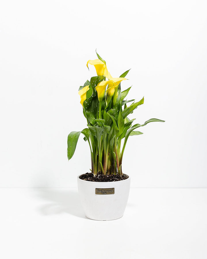 Yellow Calla Lily