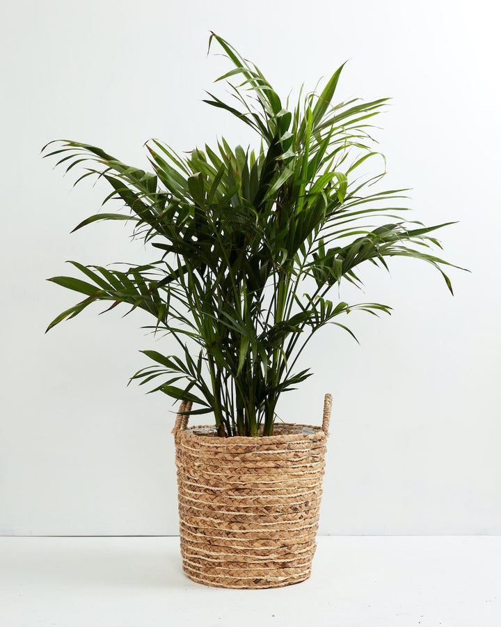A full view of a Cat Palm plant featuring lush, arching green fronds, presented in a woven basket planter with handles against a white background.