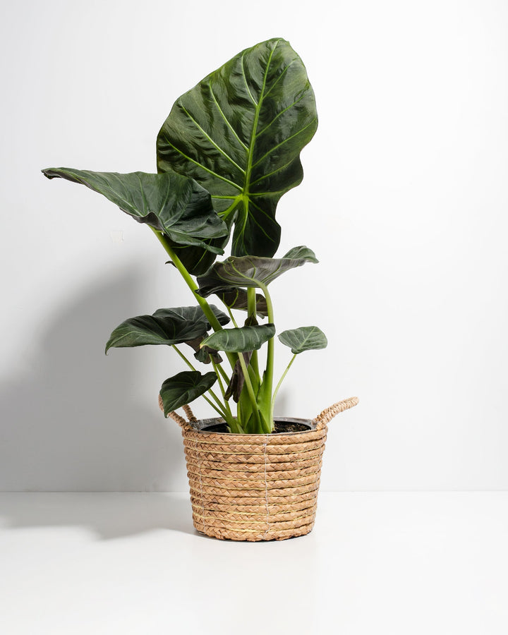 Elephant Ear Alocasia Regal Shield