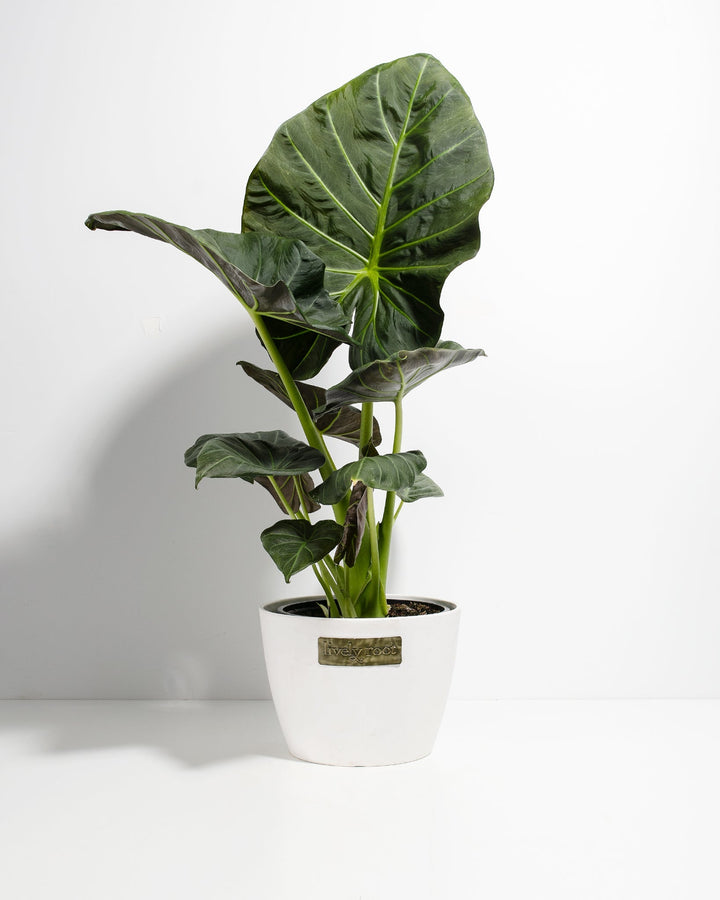 Mature 8-inch Alocasia Regal Shield in white ceramic pot displaying multiple heart-shaped leaves with prominent chartreuse veins; architectural statement plant for tropical indoor décor.
