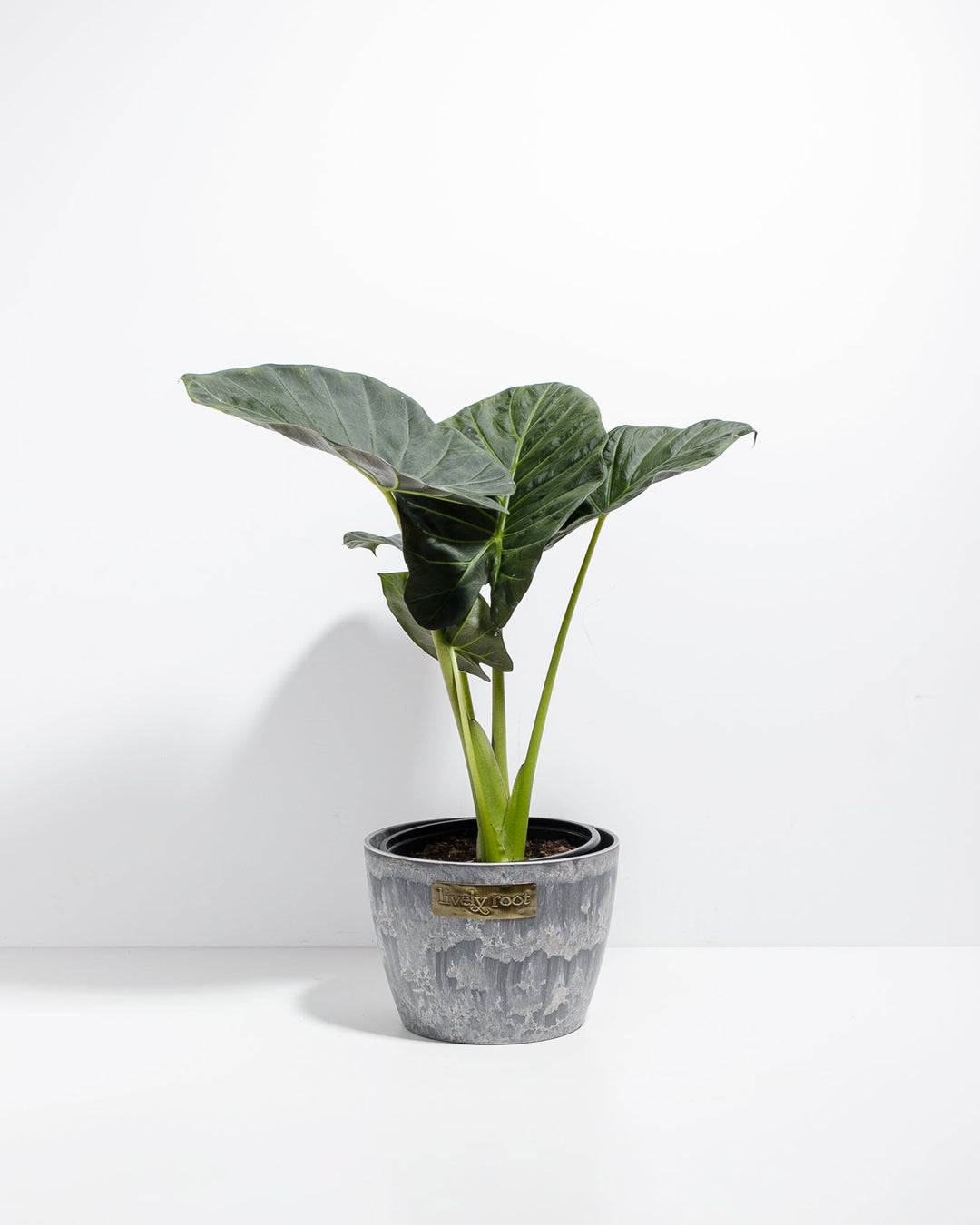 8-inch Alocasia Regal Shield with large shield-shaped leaves in grey stone-effect ceramic pot; dramatic tropical houseplant featuring glossy green foliage with striking lime-colored veining.