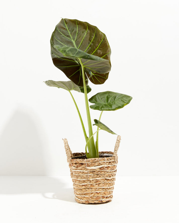 Elephant Ear Alocasia Regal Shield