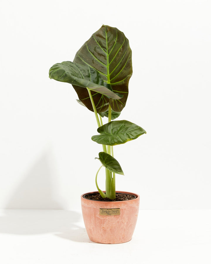 6-inch Alocasia Regal Shield in terracotta ceramic pot displaying developing shield-shaped leaves with lime-colored petioles and veins; humidity-loving tropical foliage plant.