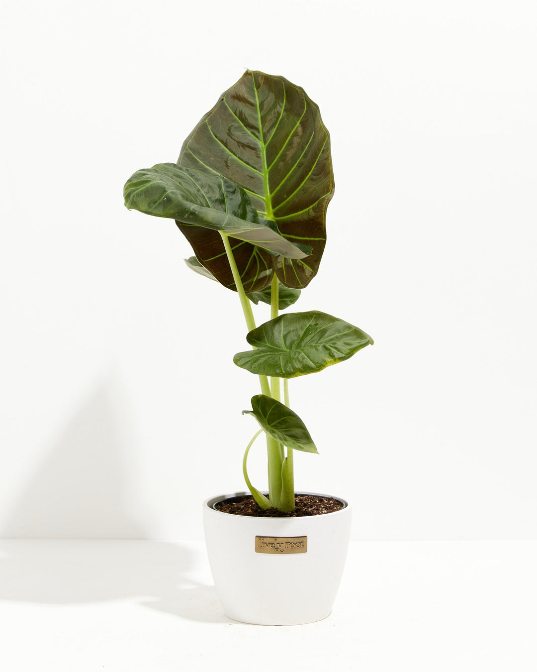 6-inch Alocasia Regal Shield in white ceramic pot showing compact rosette of developing arrow-shaped leaves; architectural houseplant thriving in bright indirect light.