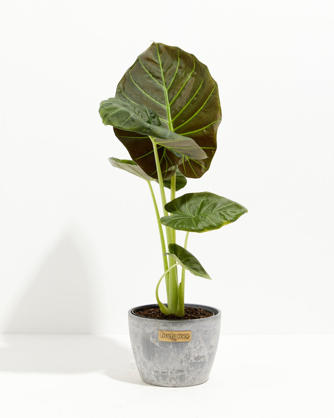 6-inch Alocasia Regal Shield in grey textured ceramic pot with juvenile leaves emerging and visible green stems; rare elephant ear variety for plant collectors and bold indoor gardens.