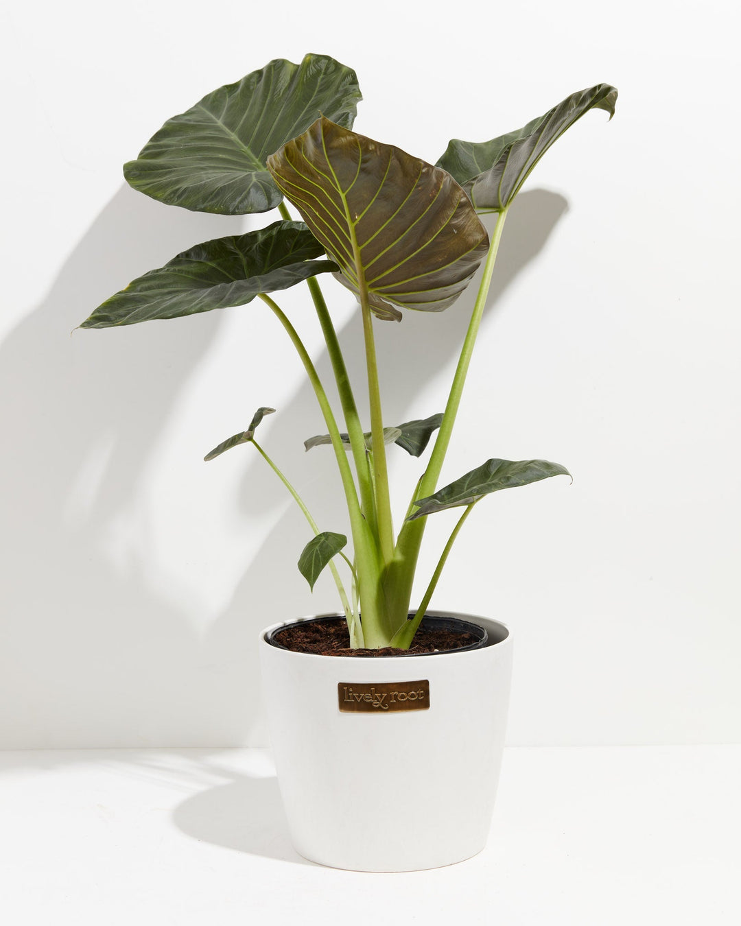 Elephant Ear Alocasia Regal Shield
