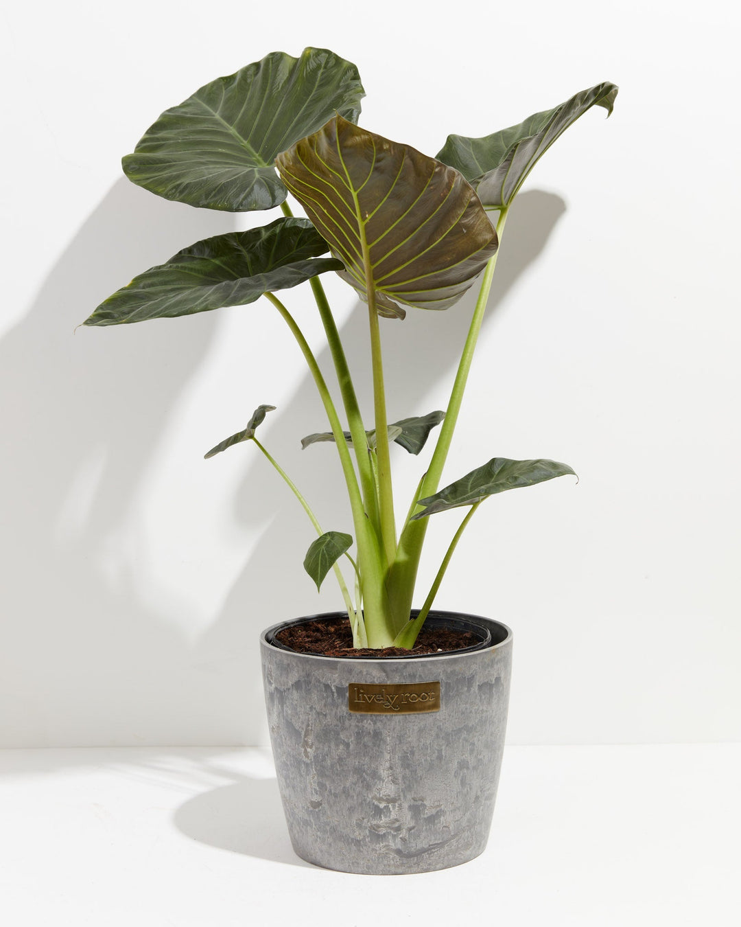 Elephant Ear Alocasia Regal Shield