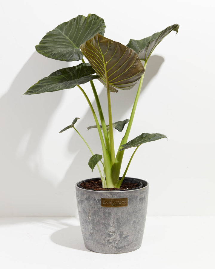 Elephant Ear Alocasia Regal Shield