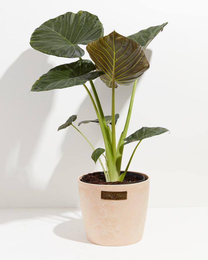 Elephant Ear Alocasia Regal Shield