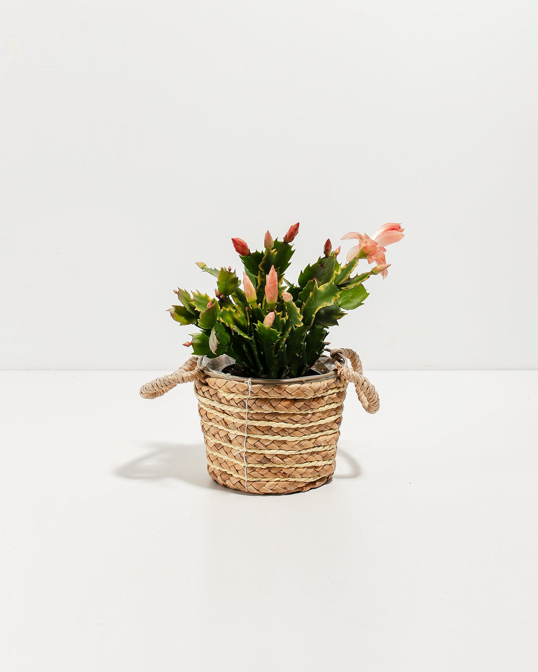 Pink Christmas Cactus