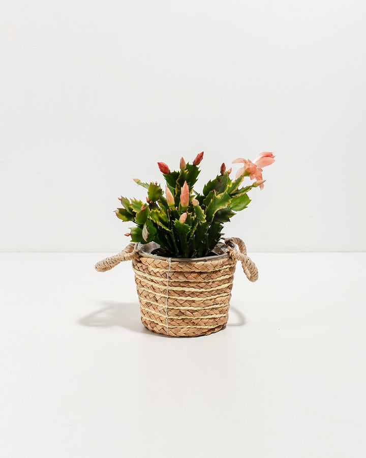 Pink Christmas Cactus
