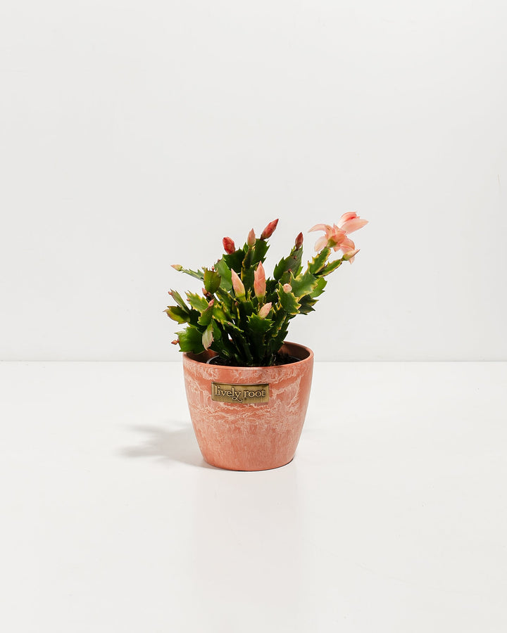 Pink Christmas Cactus