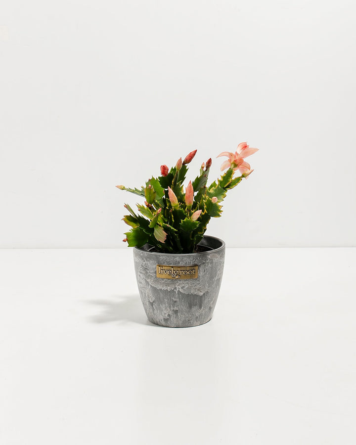 Pink Christmas Cactus