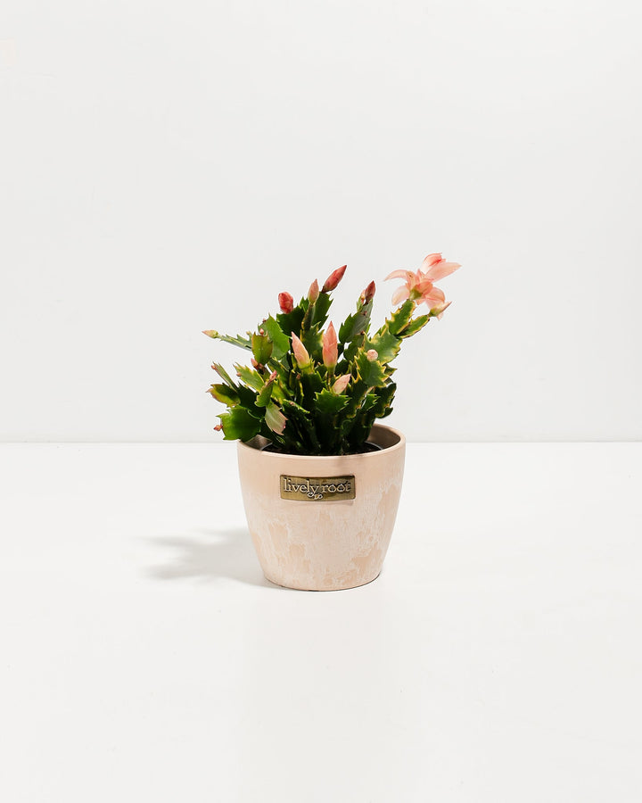 Pink Christmas Cactus
