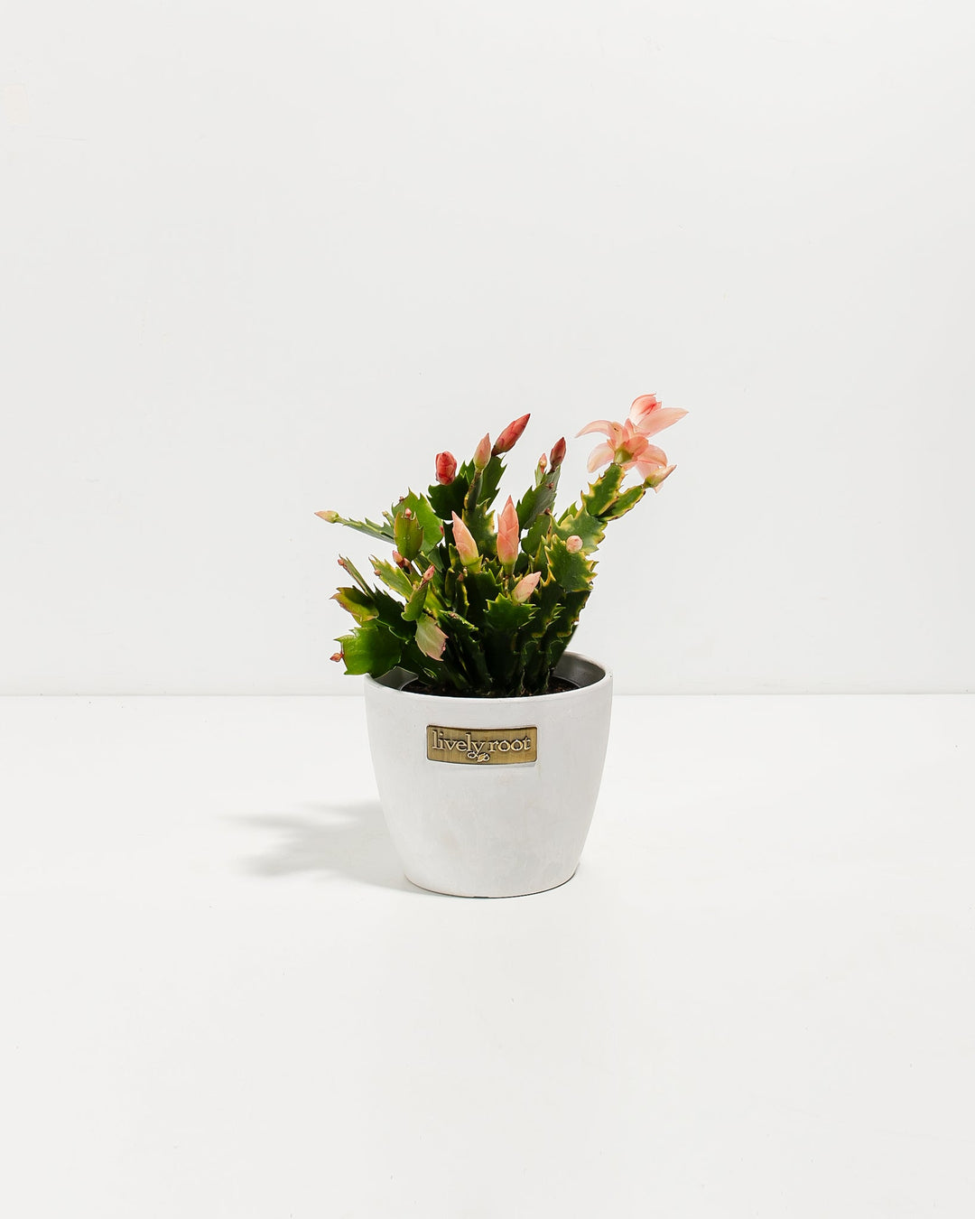 Pink Christmas Cactus