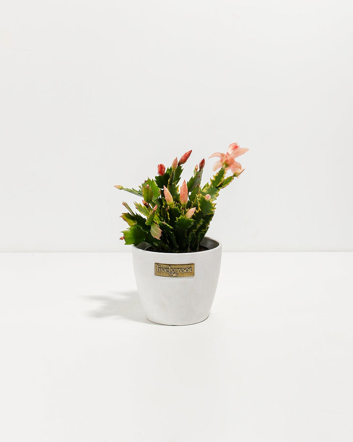 Pink Christmas Cactus