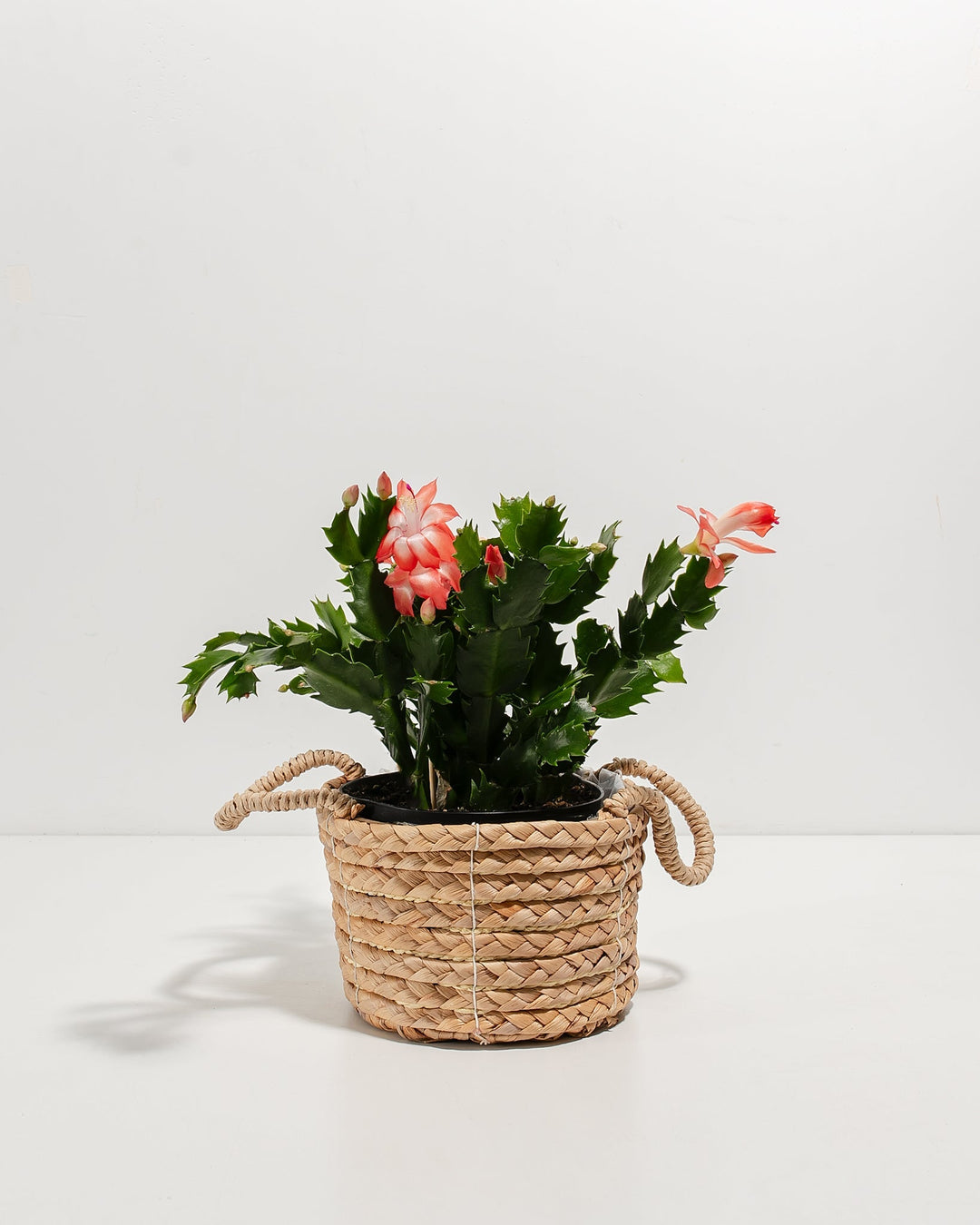 Pink Christmas Cactus