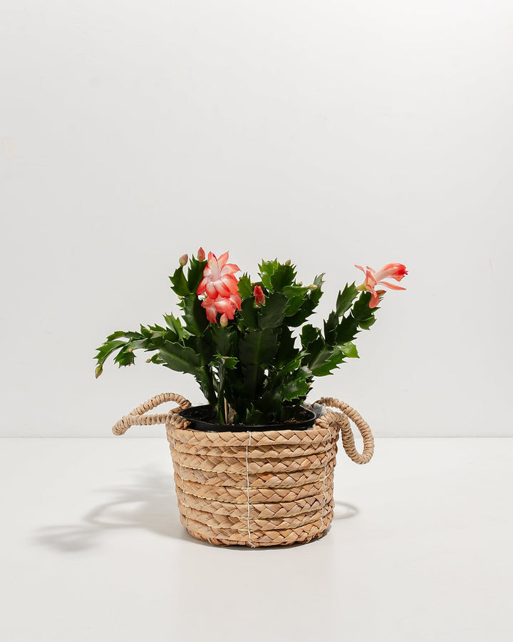 Pink Christmas Cactus