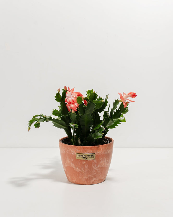 Pink Christmas Cactus