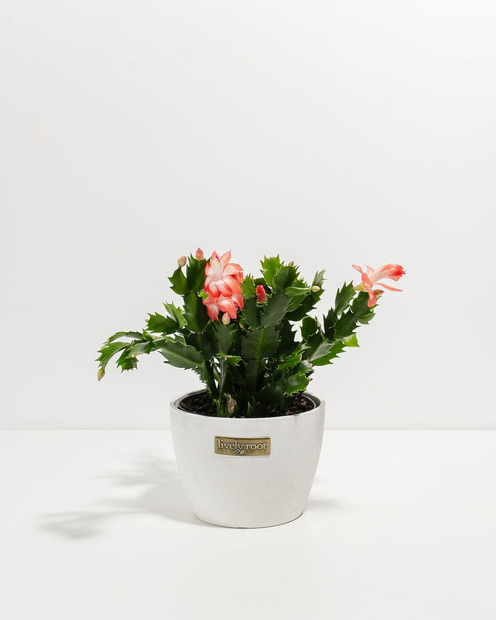 Pink Christmas Cactus