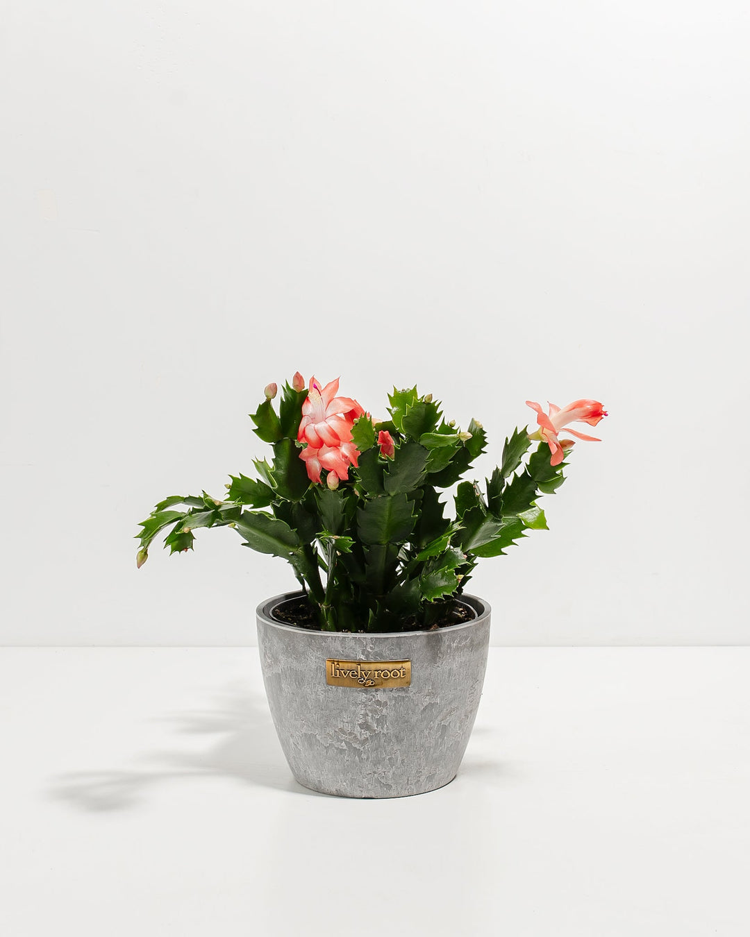 Pink Christmas Cactus