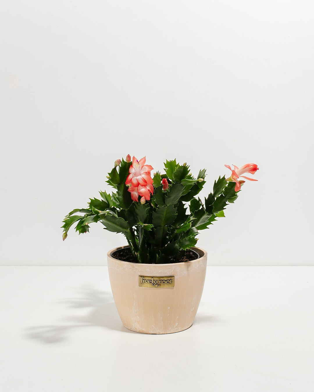 Pink Christmas Cactus