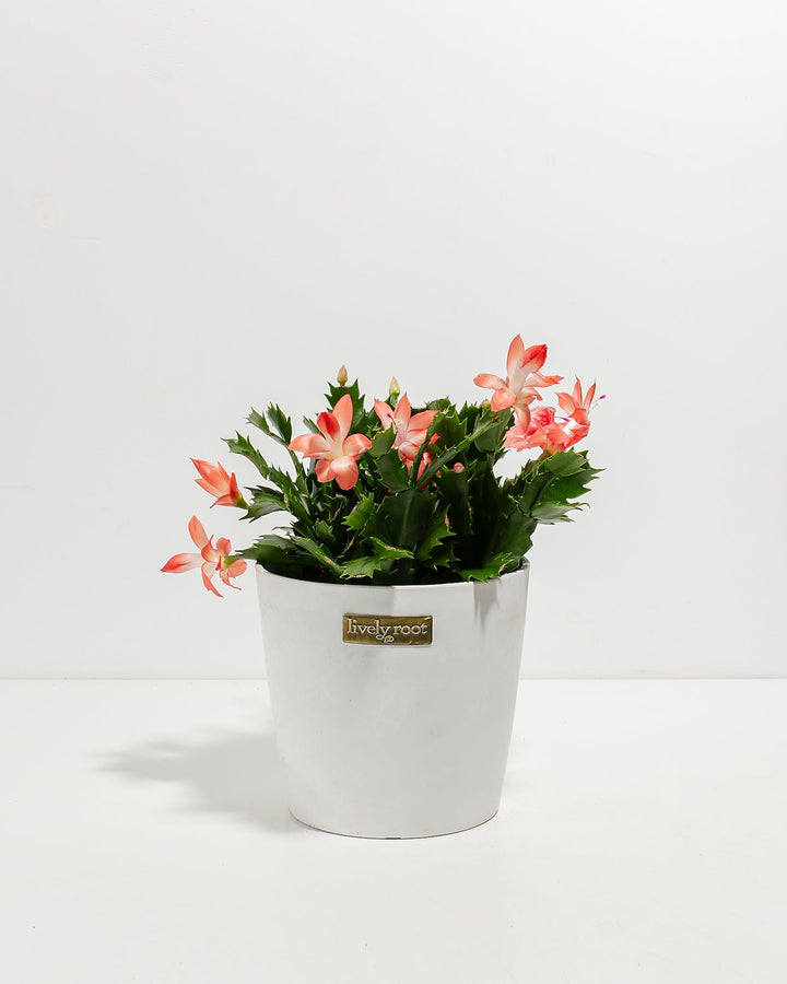 Pink Christmas Cactus