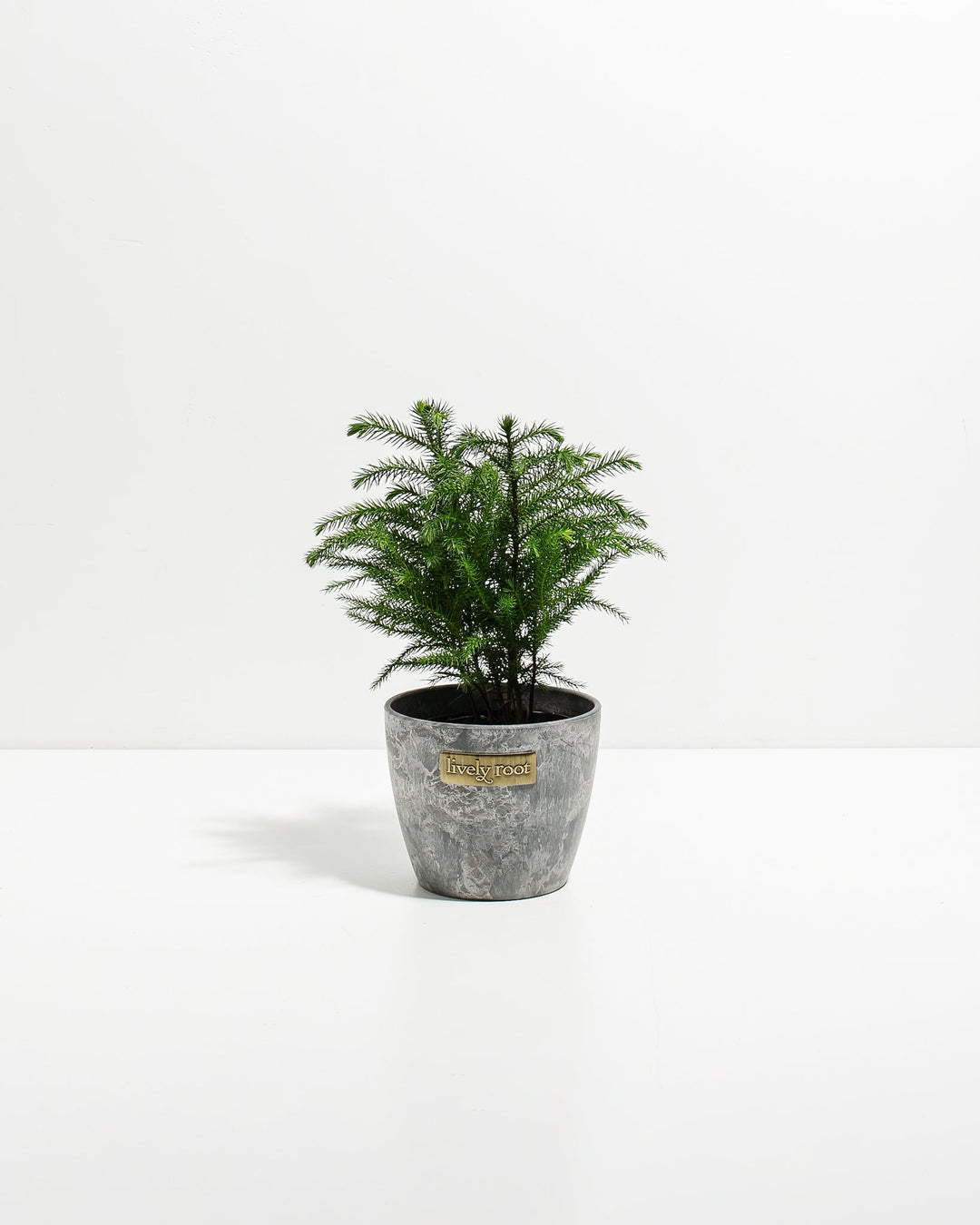 4-inch Norfolk Island Pine (Araucaria heterophylla) in a grey marbled Lively Root pot, displaying a compact multi-trunk form with soft layered dark green needle branches against a white studio background
