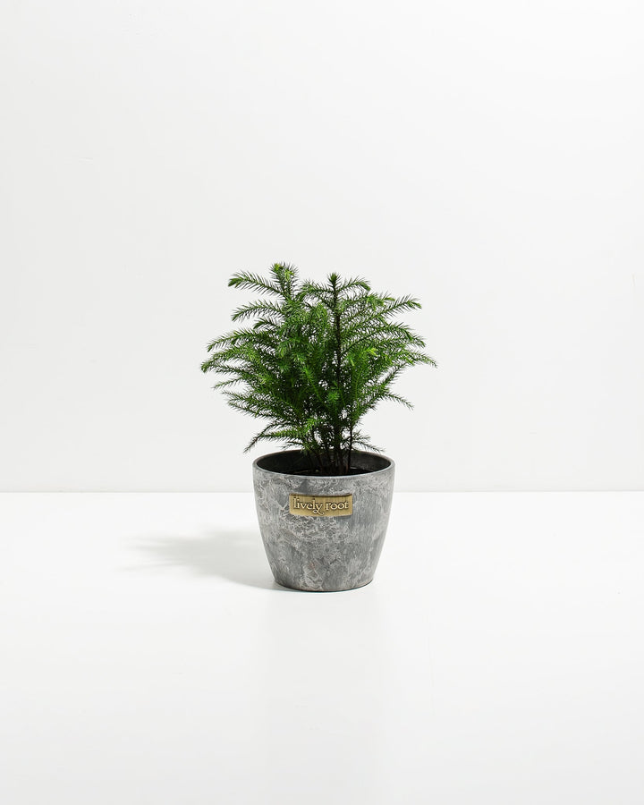 4-inch Norfolk Island Pine (Araucaria heterophylla) in a grey marbled Lively Root pot, displaying a compact multi-trunk form with soft layered dark green needle branches against a white studio background