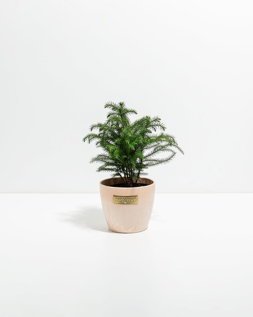 Norfolk Island Pine