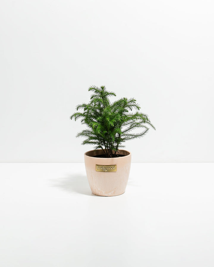 Norfolk Island Pine