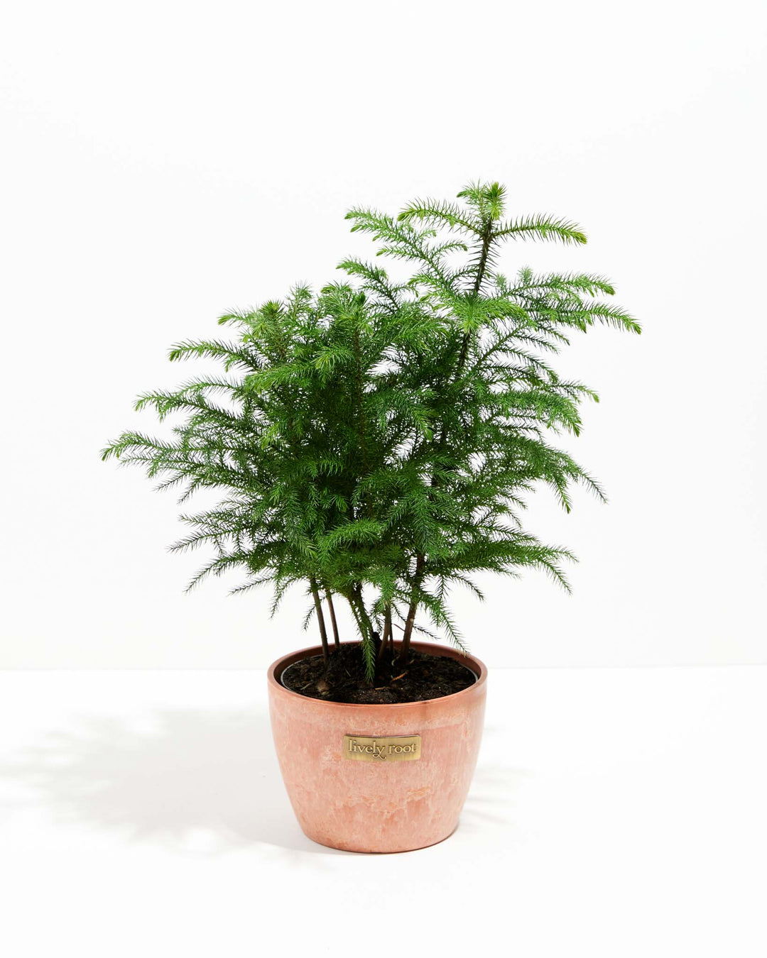 Norfolk Island Pine