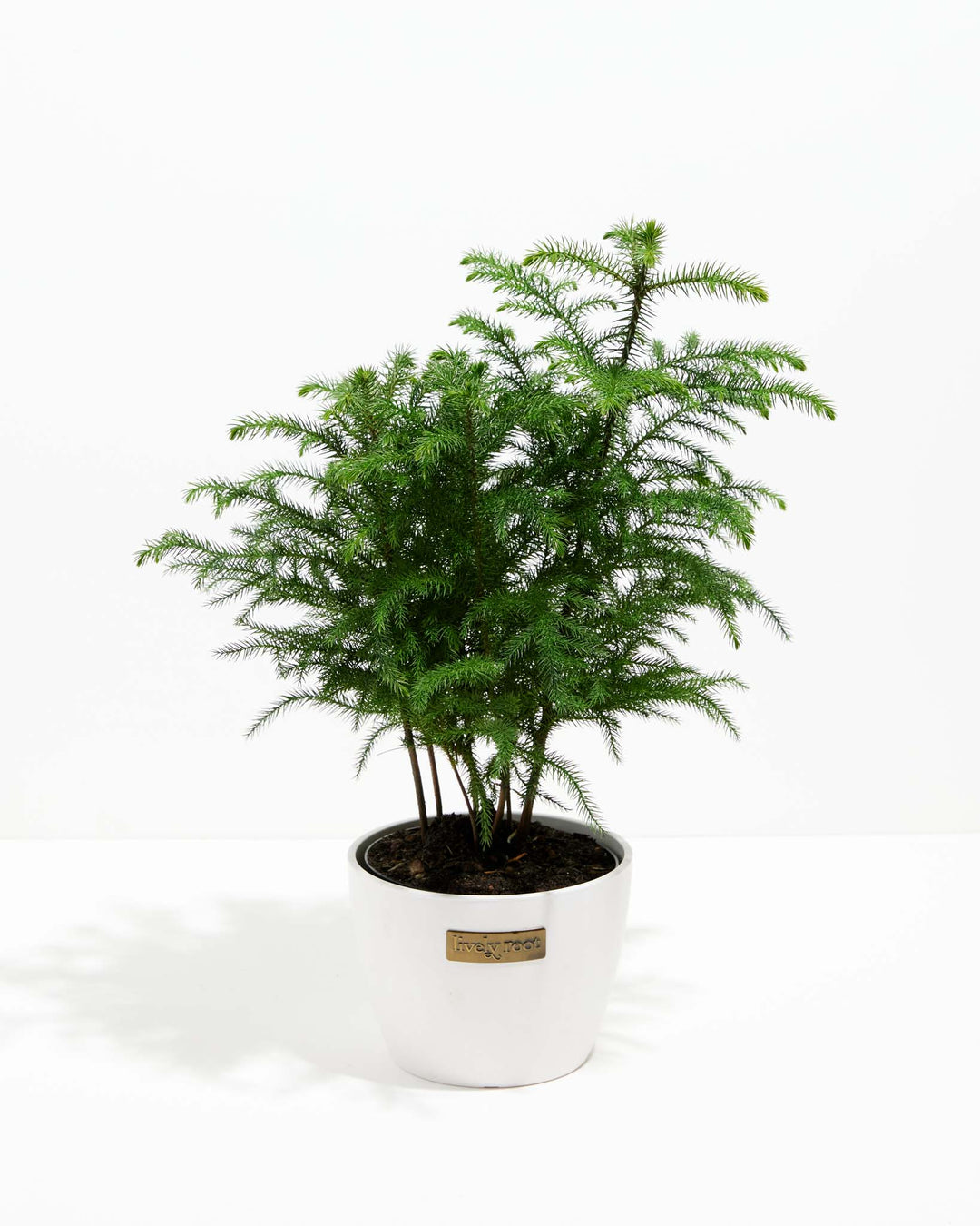 Norfolk Island Pine