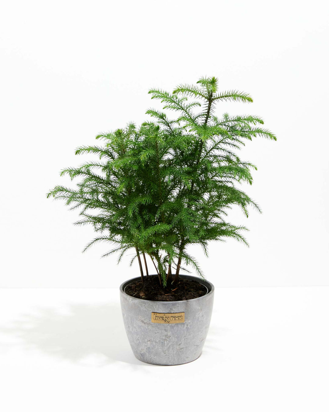 Norfolk Island Pine